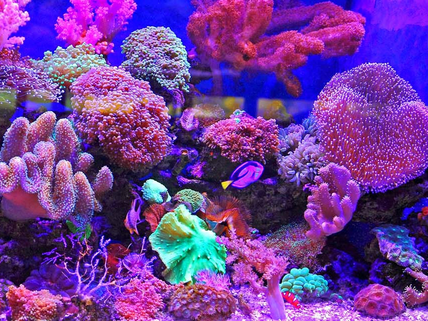 藏海在哪_海底挖宝藏_海底藏金