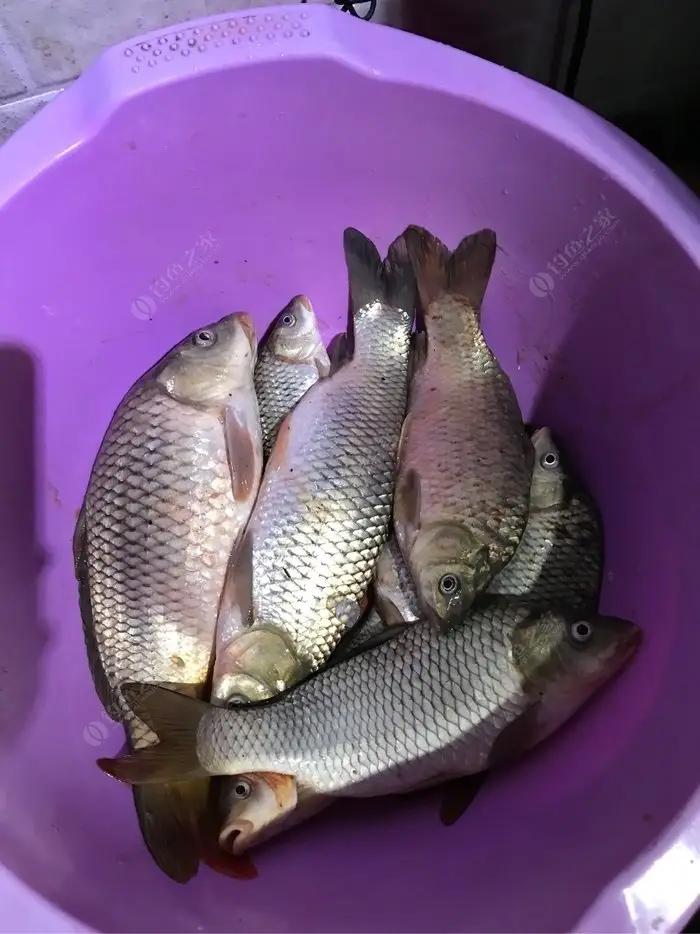 泰拉瑞亚钓鱼任务有啥用_泰拉瑞亚钓鱼任务奖励1.4_泰拉瑞亚任务鱼在哪钓