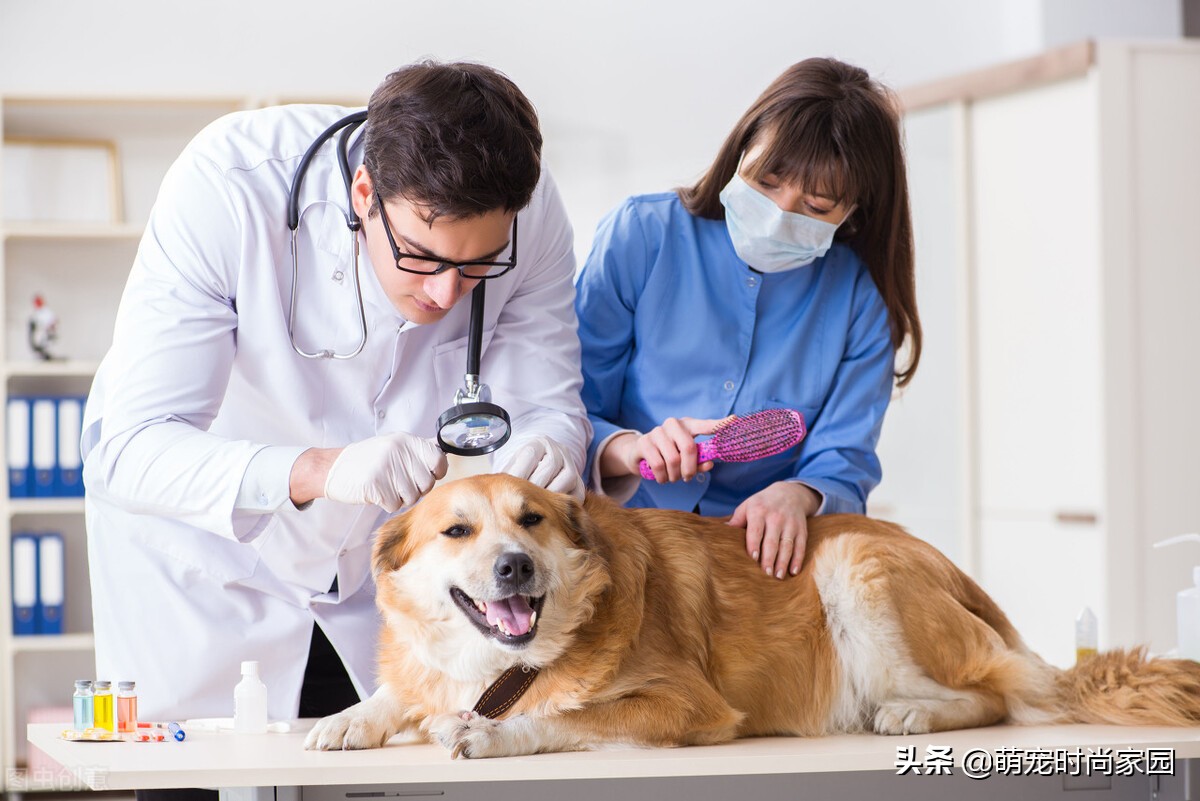 小狗收留注意要点是什么_收留小狗要注意什么_小狗收留注意要点有哪些