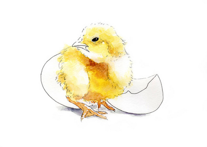 小鸡吃米图片 素描_小鸡素描图片大全_小鸡素描怎么画