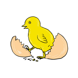 小鸡吃米图片 素描_小鸡素描怎么画_小鸡素描图片大全