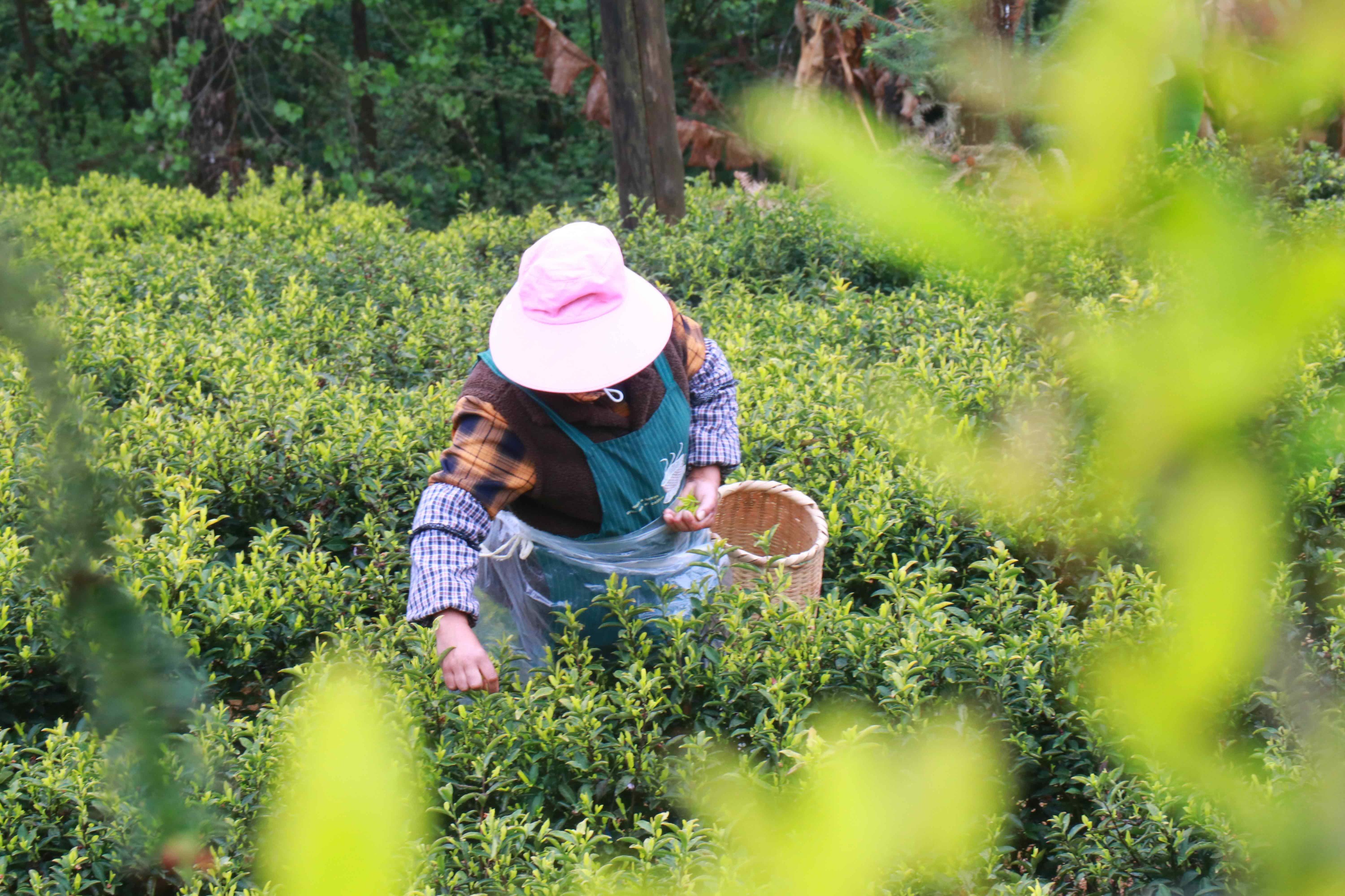 如何使用品茗软件_品茗软件操作_品茗软件使用