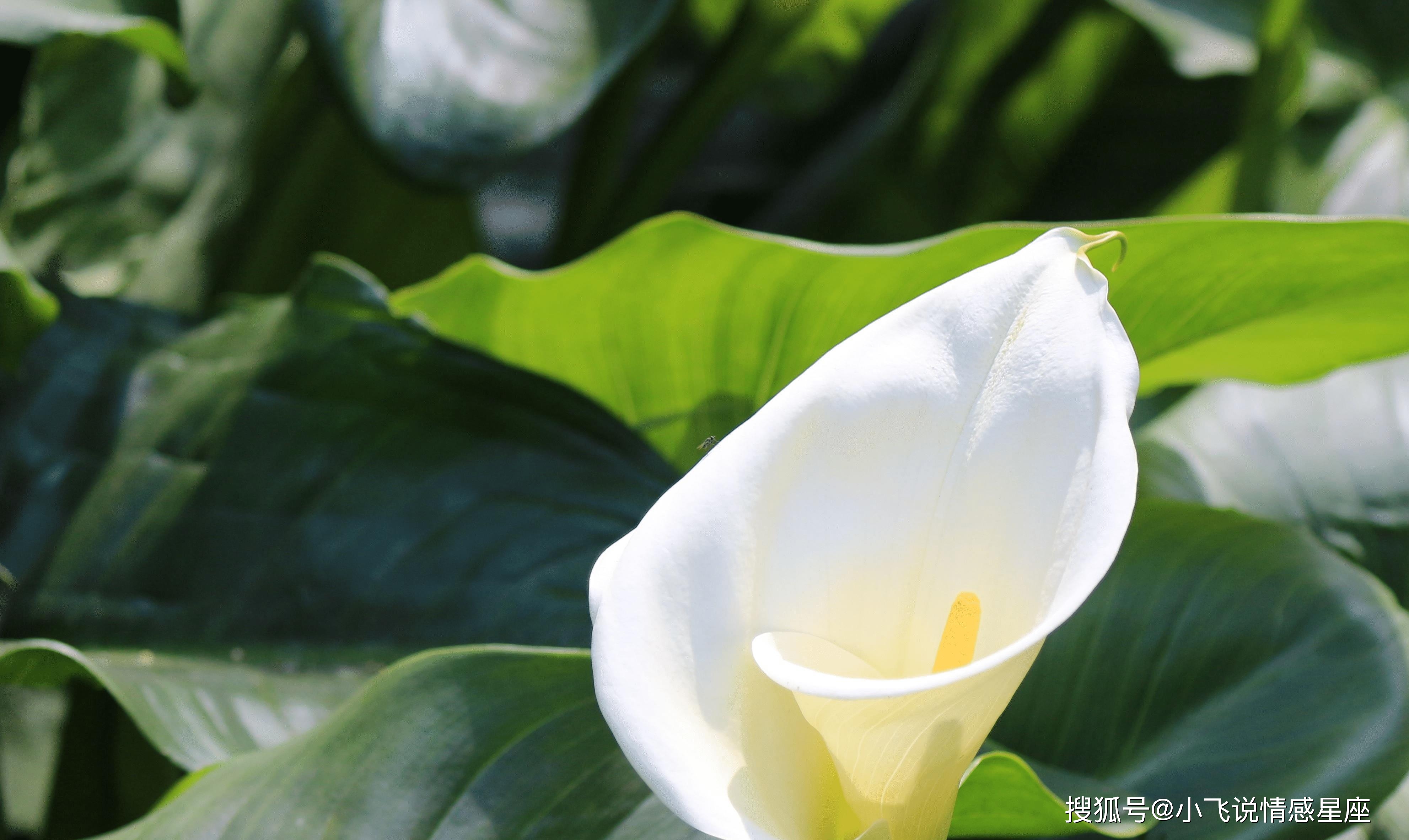 91男羊和92女猴相配吗_婚配猴和羊_猴男女羊相配指数