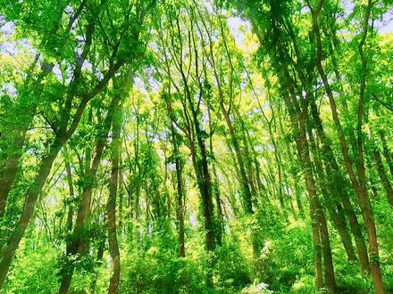小花仙游戏龙雀视频_小花仙之龙雀_小花仙龙雀黑化图片