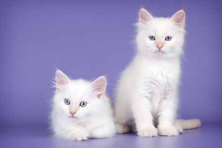 疯狂猜图电影电视4个字白色动物嘴上咬着花的是什么_疯狂猜图电影电视4个字白色动物嘴上咬着花的是什么_疯狂猜图电影电视4个字白色动物嘴上咬着花的是什么