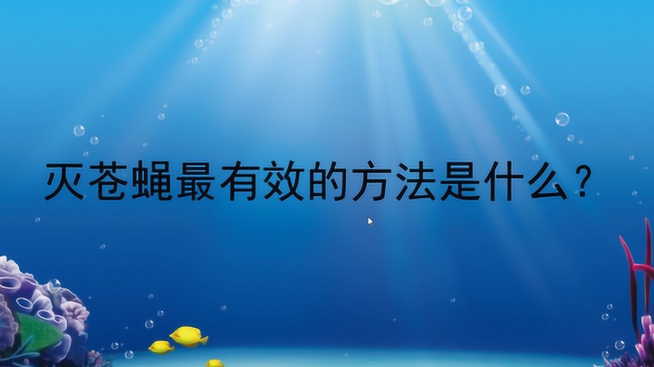 苍蝇如何灭杀_杀苍蝇最好的方法_苍蝇灭杀方法
