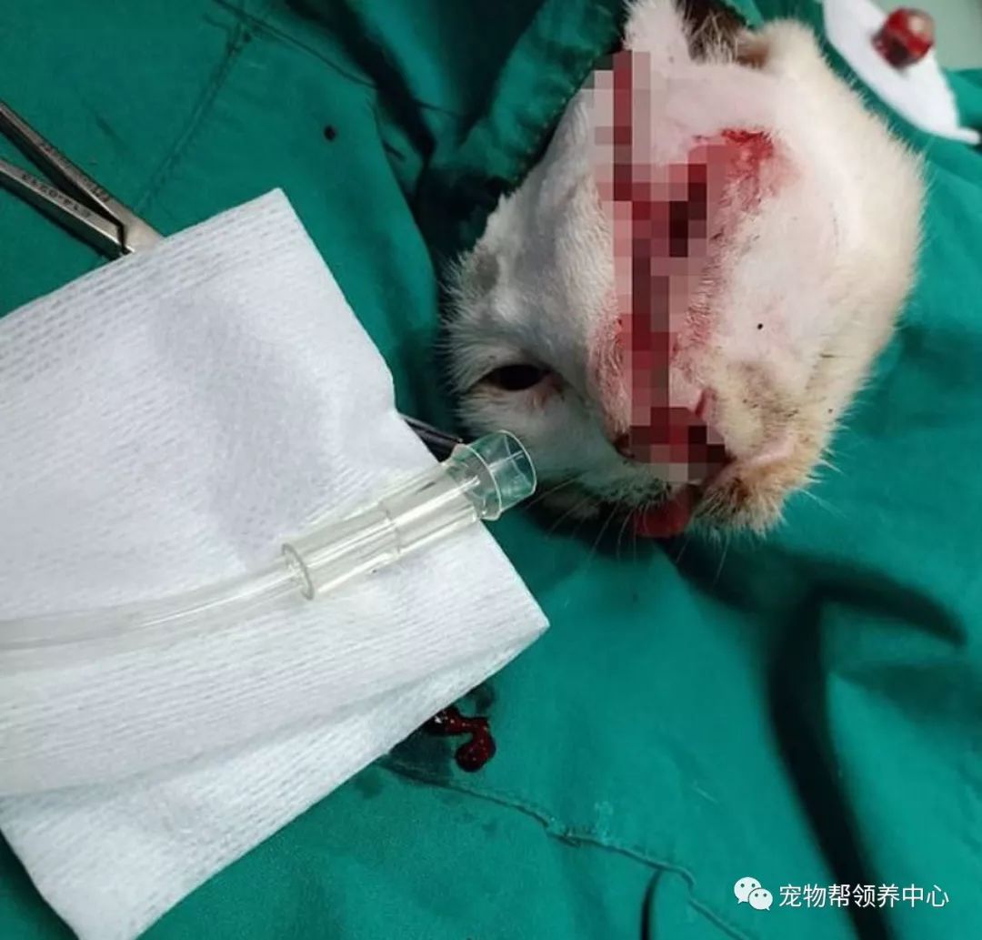 重伤犬宠物打成人怎么办_宠物被打伤_宠物犬被打成重伤
