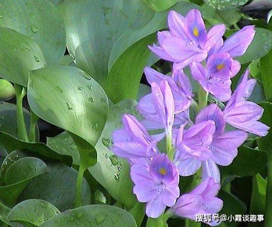 希丽瓦娜_希丽瓦娜_希丽瓦娜演员